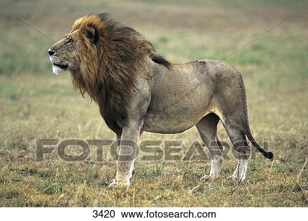 Lion (Panthera leo) standing in forest, Masai Mara National Reserve, Kenya View Large Photo Image Stock Image - Lion (Panthera leo) standing in forest, Masai Mara National Reserve, Kenya . Fotosearch
