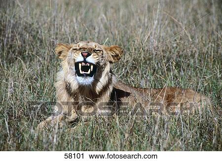 Stock Image - Lion resting in field, Kenya . Fotosearch