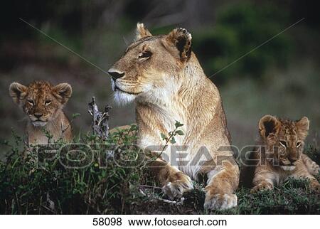 Stock Photo - Lioness (Panthera leo) lying with its cubs in forest, Kenya . Fotosearch