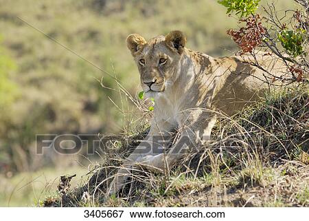 Lioness, Panthera leo, Masai Mara, Kenya View Large Photo Image Stock Photo - Lioness, Panthera leo, Masai Mara, Kenya . Fotosearch