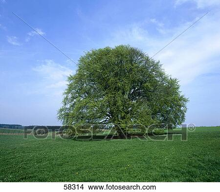 Lone deciduous tree on a rural landscape View Large Photo Image Picture - Lone deciduous tree on a rural landscape . Fotosearch