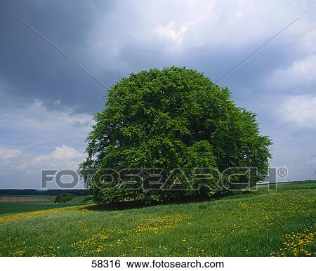 Stock Photograph - Lone deciduous tree on a rural landscape under cloudy sky . Fotosearch