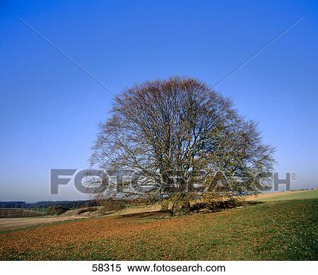 Stock Photography - Lone deciduous tree on a rural landscape . Fotosearch