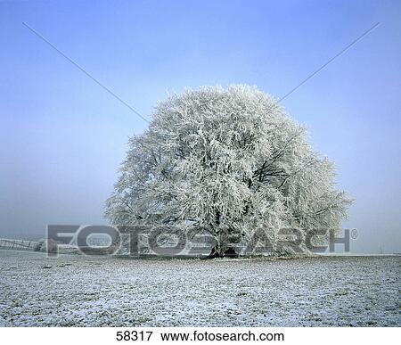 Stock Photo - Lone snowcovered deciduous tree in winter . Fotosearch