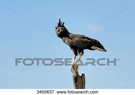 Long-crested eagle, Lophaetus occipitalis, Meru National Park, Kenya View Large Photo Image Stock Photo - Long-crested eagle, Lophaetus occipitalis, Meru National Park, Kenya . Fotosearch