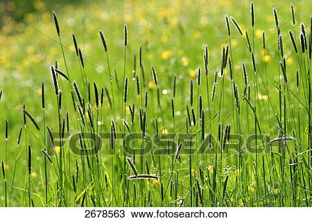 Long grass in field View Large Photo Image Stock Image - Long grass in field . Fotosearch