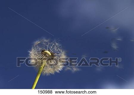 Low angle view of dandelion (Taraxacum Officinale) blowball seed View Large Photo Image Stock Photo - Low angle view of dandelion (Taraxacum Officinale) blowball seed . Fotosearch