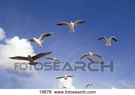 Stock Photo - Low angle view of flock of seagulls in flight . Fotosearch
