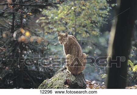 Stock Photograph - Lynx (Lynx lynx) sitting on rock, Bavarian Forest National Park, Bavaria, Germany . Fotosearch
