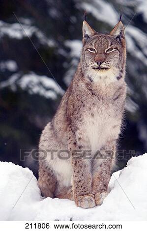 Stock Photograph - Lynx (Lynx Lynx) standing in snow, National Park Bayerischer Wald, Germany . Fotosearch