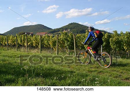 Stock Photo - Man cycling in vineyard . Fotosearch