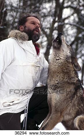 Man howling with Gray wolf (Canis lupus) in forest, Merzig, Germany View Large Photo Image Picture - Man howling with Gray wolf (Canis lupus) in forest, Merzig, Germany . Fotosearch