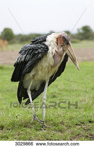 Marabou (Leptoptilos crumeniferus), Kenya, Africa View Large Photo Image Stock Photograph - Marabou (Leptoptilos crumeniferus), Kenya, Africa . Fotosearch