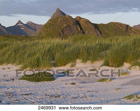 Stock Image - Marram grass in front of mountains, Leknes, Vestvagoy Municipality, Lofoten, Nordland County, Norway . Fotosearch
