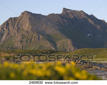 Marram grass with mountain in background, Leknes, Vestvagoy Municipality, Lofoten, Nordland County, Norway View Large Photo Image Stock Image - Marram grass with mountain in background, Leknes, Vestvagoy Municipality, Lofoten, Nordland County, Norway . Fotosearch