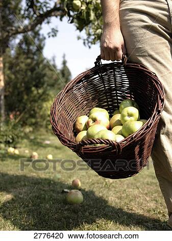 Stock Image - Mid section view of person carrying apple basket . Fotosearch