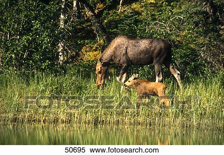 Moose (Alces alces) walking with its calf in forest, Bowron Lake Provincial Park, British Columbia, Canada View Large Photo Image Stock Photography - Moose (Alces alces) walking with its calf in forest, Bowron Lake Provincial Park, British Columbia, Canada . Fotosearch