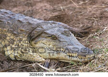 Nile crocodile (Crocodylus niloticus), Kenya, Africa, close-up View Large Photo Image Stock Image - Nile crocodile (Crocodylus niloticus), Kenya, Africa, close-up . Fotosearch
