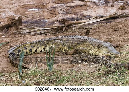 Stock Photo - Nile crocodile (Crocodylus niloticus), Kenya, Africa . Fotosearch