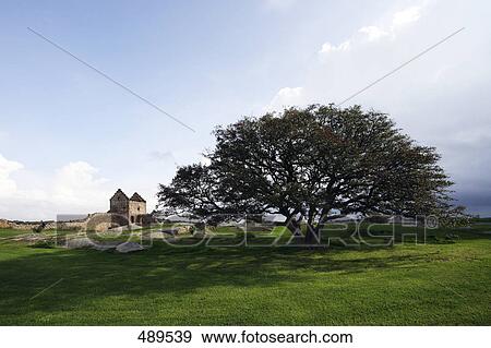 Old ruins of castle near tree on landscape, Hammershus, Bornholm, Denmark View Large Photo Image Stock Photo - Old ruins of castle near tree on landscape, Hammershus, Bornholm, Denmark . Fotosearch