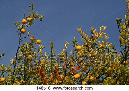Stock Photograph - Oranges growing on branches . Fotosearch