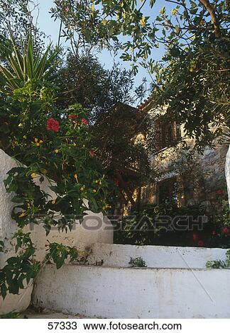 Stock Image - Overgrown branches over steps in front of house, Peloponnese, Greece . Fotosearch