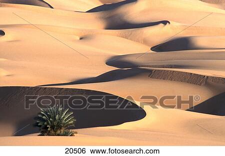 Stock Photograph - Palm tree and sand dunes in desert, Sahara Desert, Libya . Fotosearch