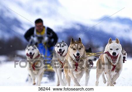 Picture - Person being pulled by dogs on sledge . Fotosearch