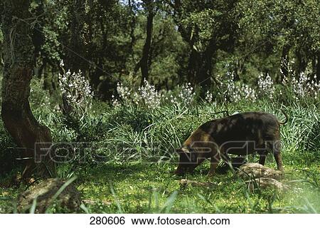 Pig foraging in field, Giara Di Gesturi, Sardinia, Italy View Large Photo Image Stock Photograph - Pig foraging in field, Giara Di Gesturi, Sardinia, Italy . Fotosearch