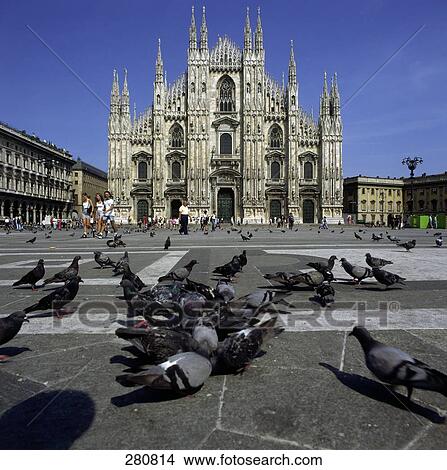 Pigeons in front of cathedral, Piazza Del Duomo, Milan, Italy View Large Photo Image Picture - Pigeons in front of cathedral, Piazza Del Duomo, Milan, Italy . Fotosearch
