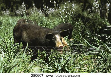 Pigs foraging in field, Giara Di Gesturi, Sardinia, Italy View Large Photo Image Stock Photo - Pigs foraging in field, Giara Di Gesturi, Sardinia, Italy . Fotosearch