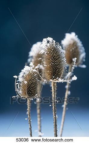 Plant (Dipsacus sylvester) flower with hoarfrost View Large Photo Image Stock Photograph - Plant (Dipsacus sylvester) flower with hoarfrost . Fotosearch