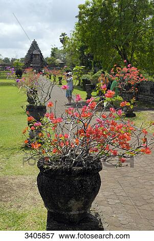 Pura Taman Ayun Temple, Bali, Indonesia, Asia View Large Photo Image Stock Photo - Pura Taman Ayun Temple, Bali, Indonesia, Asia . Fotosearch