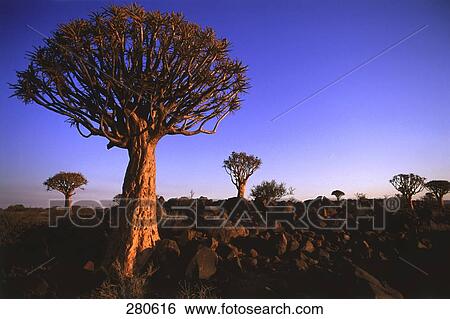 Quiver trees on landscape at dusk, Keetmanshoop, Namibia View Large Photo Image Stock Photograph - Quiver trees on landscape at dusk, Keetmanshoop, Namibia . Fotosearch
