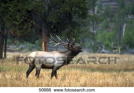 Stock Photograph - Red deer (Cervus elaphus) howling in field, Banff National park, Alberta, Canada . Fotosearch