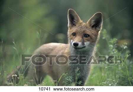Stock Image - Red fox cub (Vulpes vulpes) standing in field, Germany . Fotosearch
