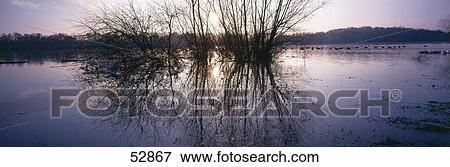 Stock Photo - Reflection of bushes in lake . Fotosearch
