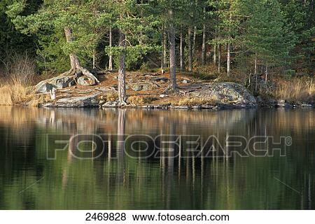 Stock Photo - Reflection of trees in water, Tiveden National Park, Sweden . Fotosearch