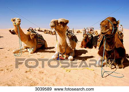 Resting camels in the desert of Tunisia near to the oasis town of Douz View Large Photo Image Stock Photo - Resting camels in the desert of Tunisia near to the oasis town of Douz . Fotosearch