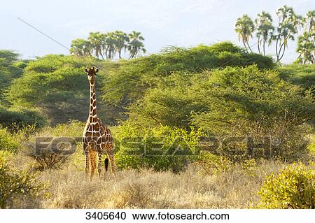 Stock Image - Reticulated giraffe, Giraffa camelopardalis reticulata, Shaba National Park, Kenya . Fotosearch