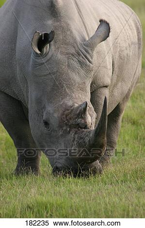 Rhinoceros grazing grass in field View Large Photo Image Stock Photography - Rhinoceros grazing grass in field . Fotosearch