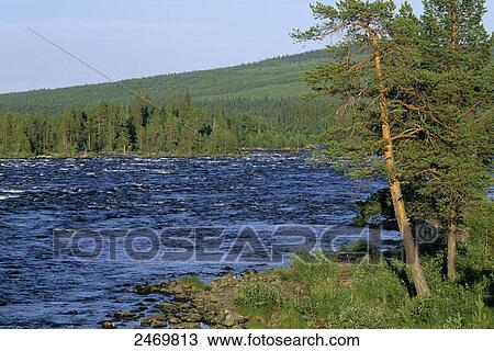 River flowing through forest, Pite Alven, Jokkmok, Sweden View Large Photo Image Stock Image - River flowing through forest, Pite Alven, Jokkmok, Sweden . Fotosearch