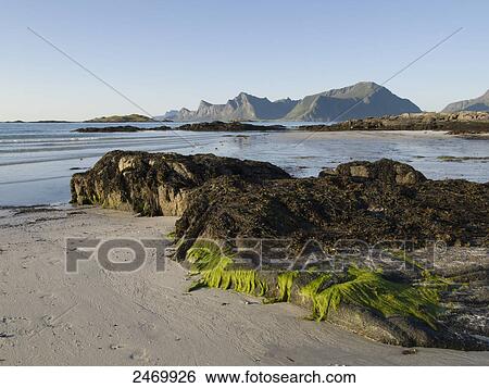 Stock Photograph - Rocks on beach, Leknes, Lofoten, Nordland County, Norway . Fotosearch