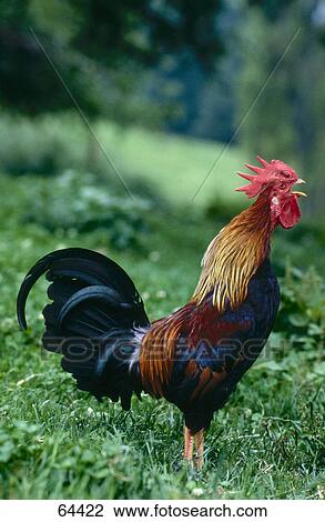Stock Image - Rooster standing in field . Fotosearch