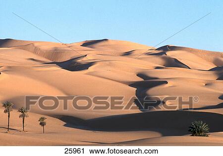 Sand dunes and palm trees in desert, Sahara Desert, Libya View Large Photo Image Stock Image - Sand dunes and palm trees in desert, Sahara Desert, Libya . Fotosearch