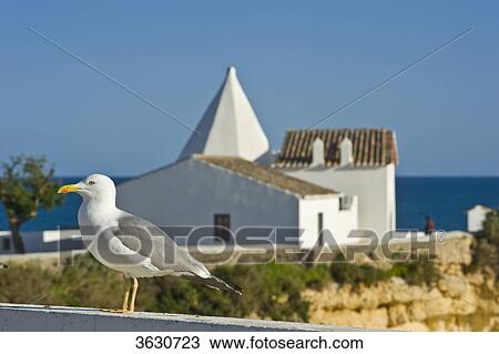 Stock Image - Seagull in front of the chapel Nossa Senhora da Rocha, Armacao de Pera, Algarve, Portugal . Fotosearch