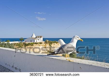 Stock Image - Seagulls in front of the chapel Nossa Senhora da Rocha, Armacao de Pera, Algarve, Portugal . Fotosearch