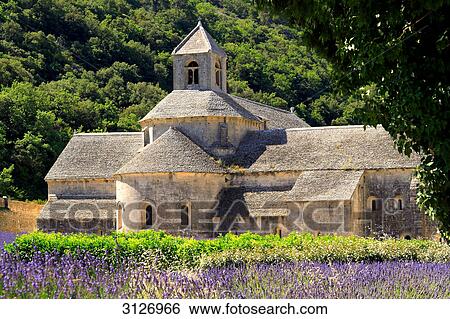 Senanque Abbey and a lavender field, Gordes, France View Large Photo Image Stock Photograph - Senanque Abbey and a lavender field, Gordes, France . Fotosearch