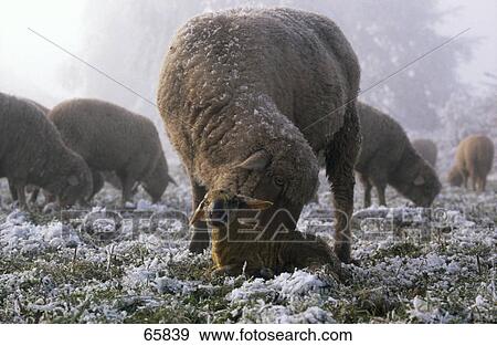 Sheep and lamb on frozen field View Large Photo Image Stock Photo - Sheep and lamb on frozen field . Fotosearch