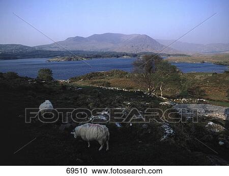 Stock Image - Sheep grazing, Currane, Iveragh Peninsula, County, Kerry, Republic Of Ireland . Fotosearch